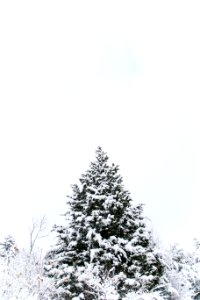 The top of a tree covered in snow. photo