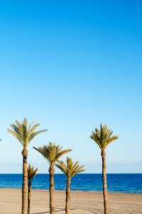 Benidorm, Spain, Palm tree