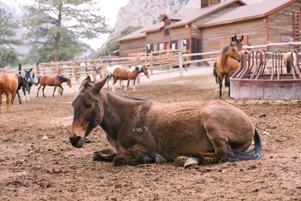 Ing, Mountain, Ranch photo