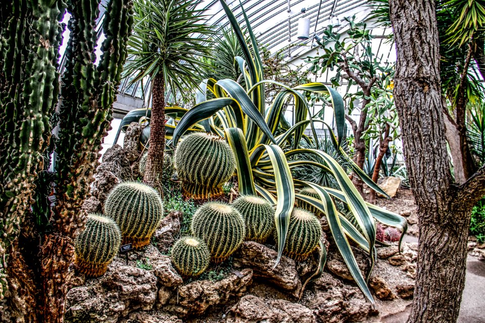 green cactus on rocks