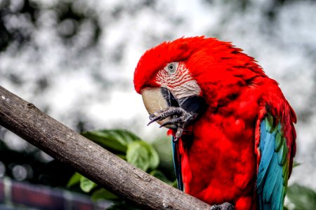 Bird, Parrot photo