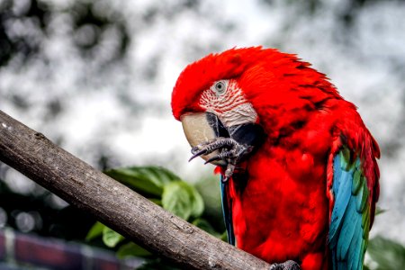 Bird, Parrot