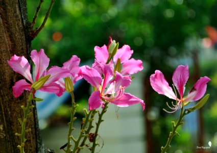 Flower
