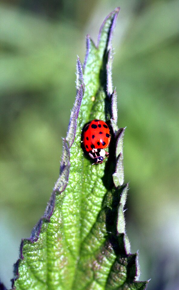 Nature spring leaf