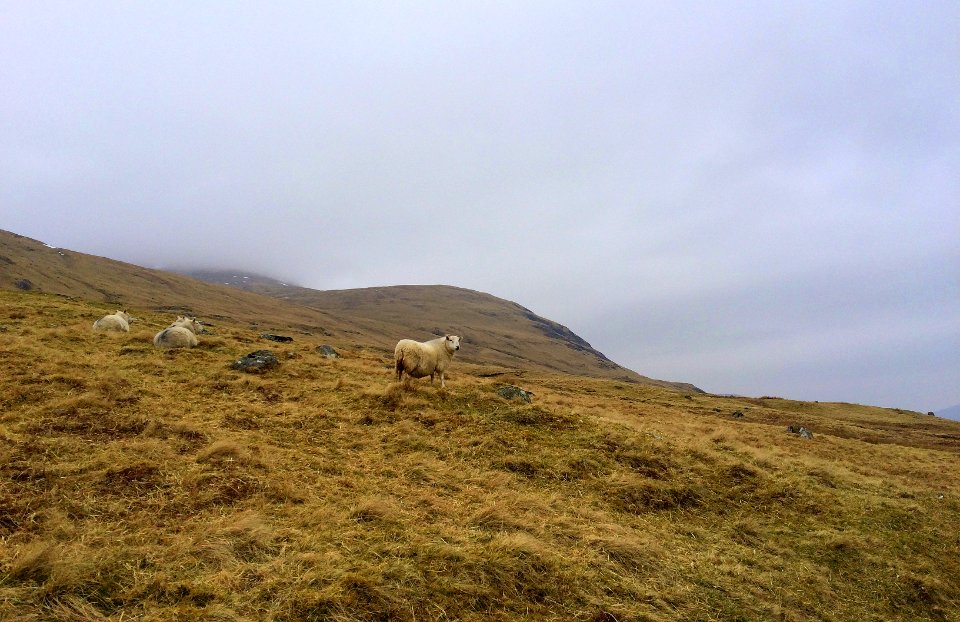 brown cow during daytime photo