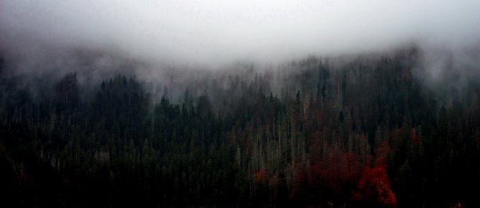 green trees covered with fogs