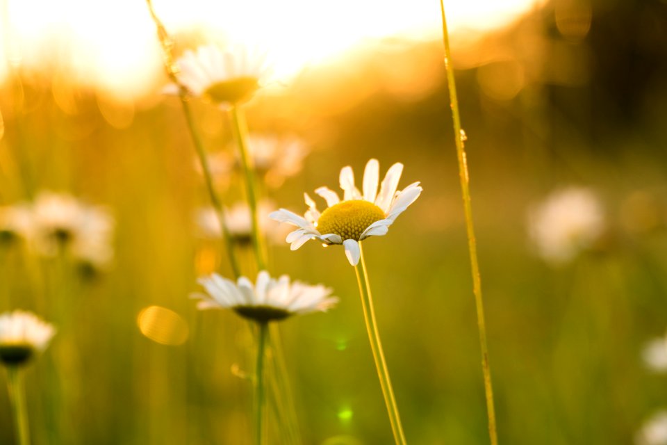 depth of field photography of daisy photo