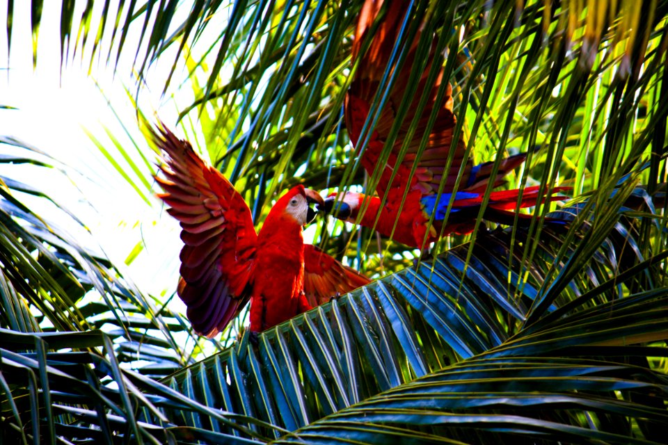 two red macaws on green leafed tree