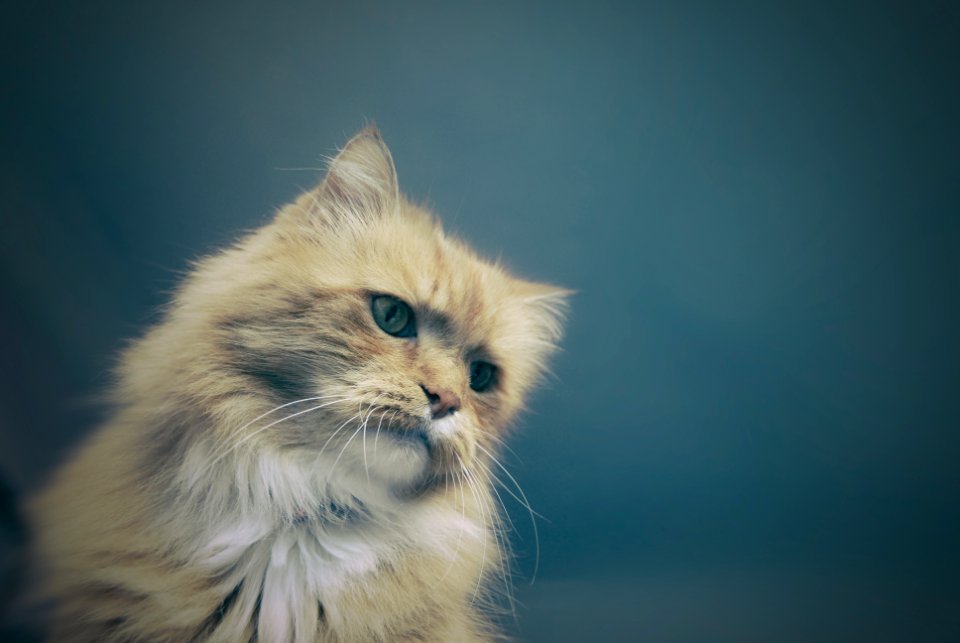 long-fur gray cat photo