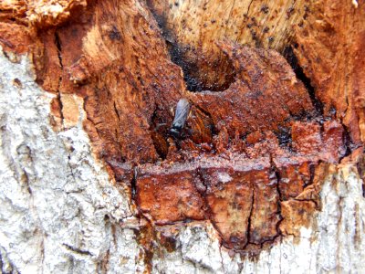 Tres, Forest, Trunk