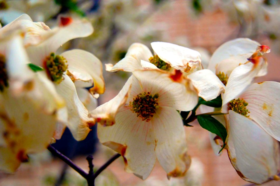 Fayetteville, United states, Blooming