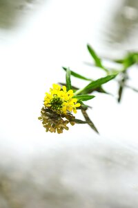 Rain flower spring flower