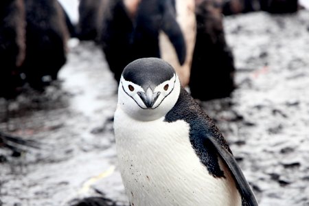 white and black penguin photo photo
