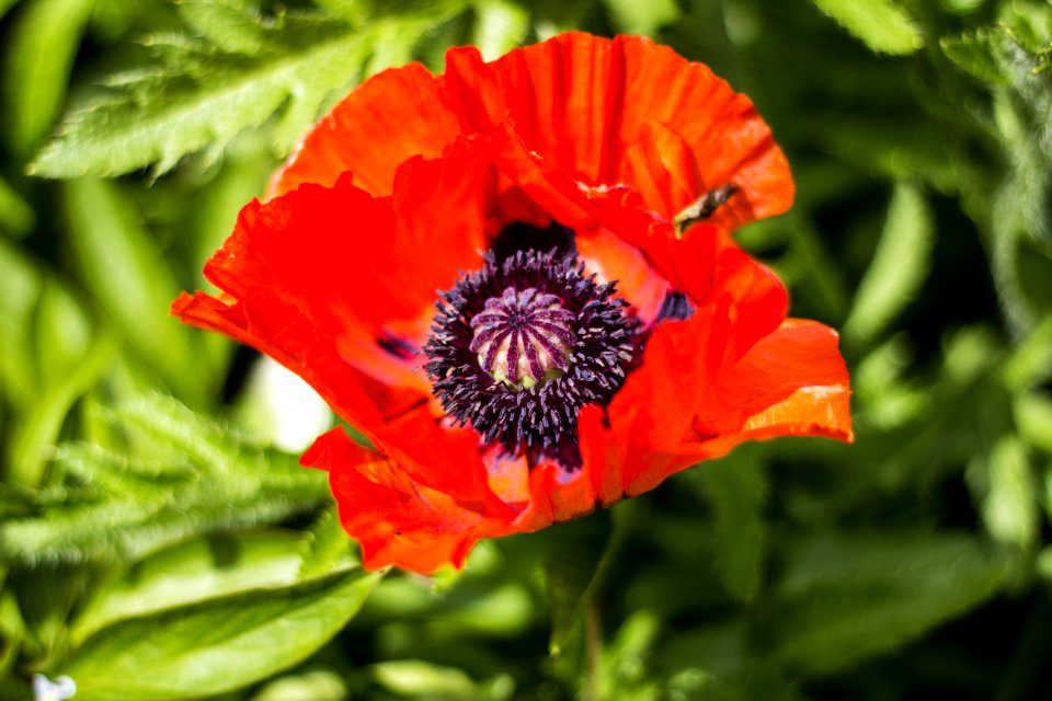 Hayonwye, United kingdom, Poppy