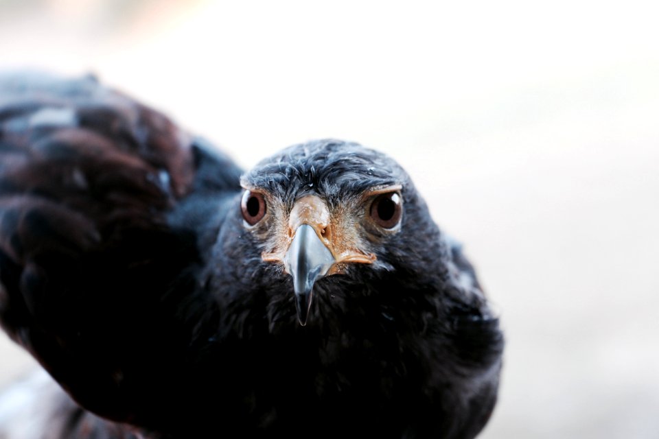 Melfi, Italy, Falcon