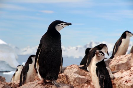 black and white rock penguins on gray rock photo