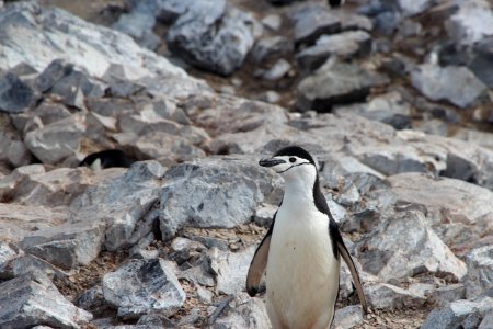 selective focus photo of white and black penguin standing on stone photo