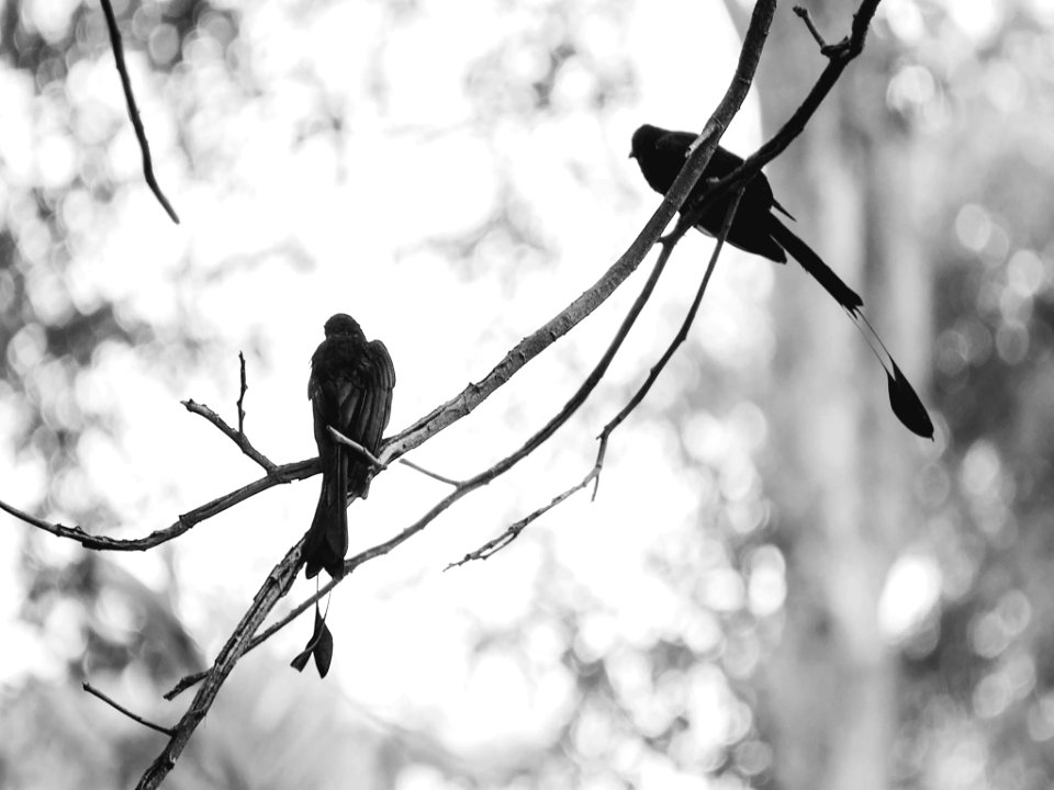 Muak lek, Thail, Bird