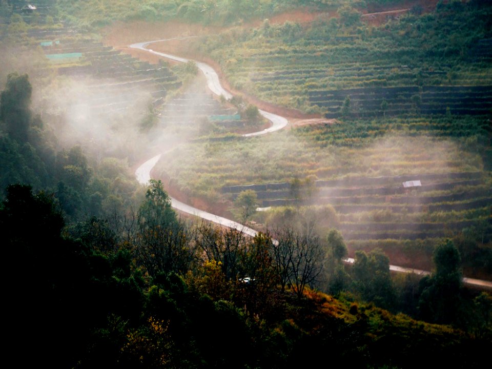Chiangmai, Thail, Forest