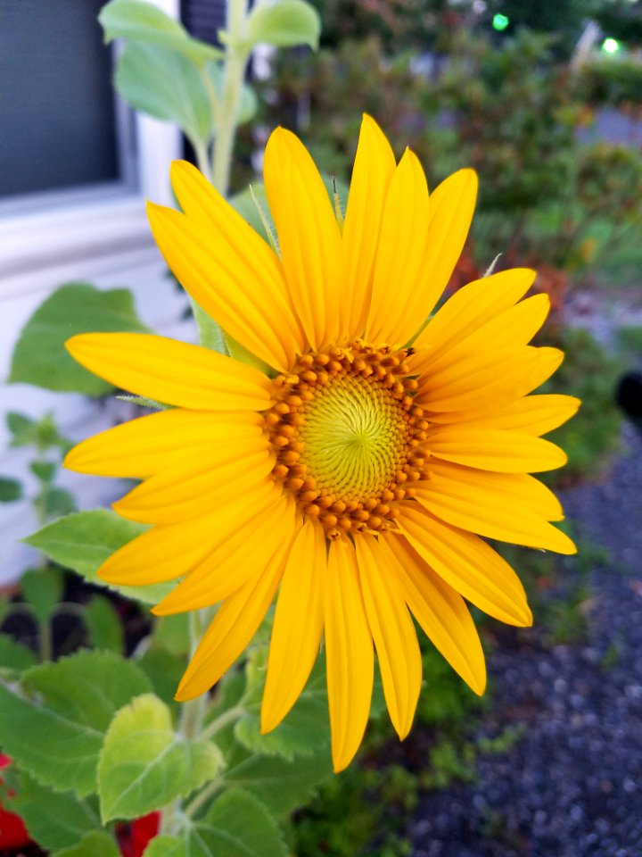 Flowers, Sunflower