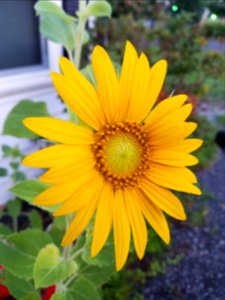 Flowers, Sunflower