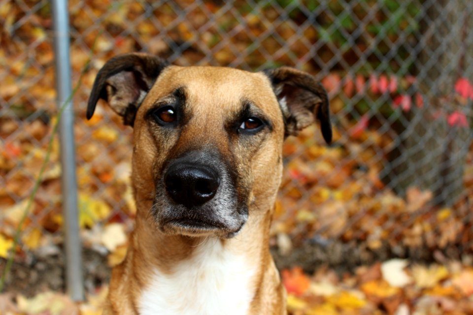 Cute, Dog face, Shelter dog
