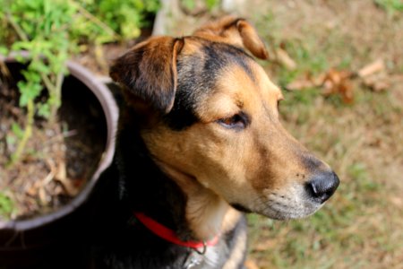 Dog face, Animals, Shepard mix