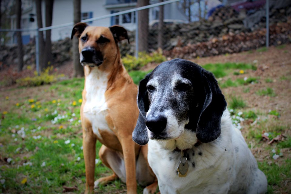Black mouth cur, Basset hound, Dogs