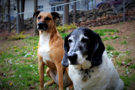 Black mouth cur, Basset hound, Dogs photo