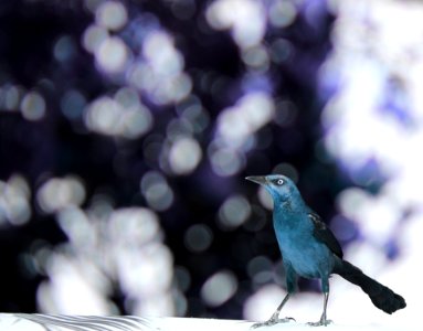 Mexico, Bird