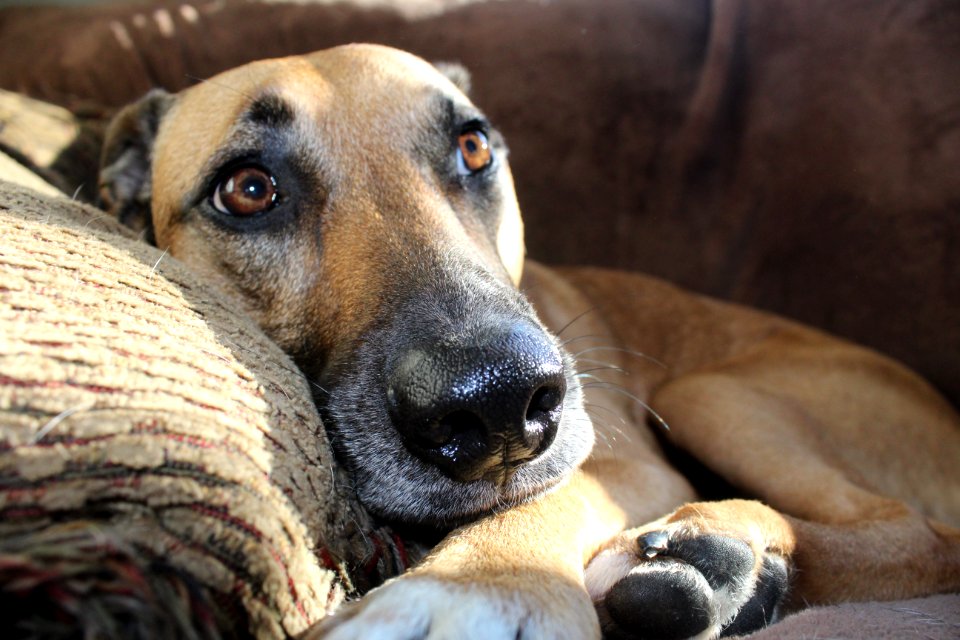 Close up, Shelter dog, Animal