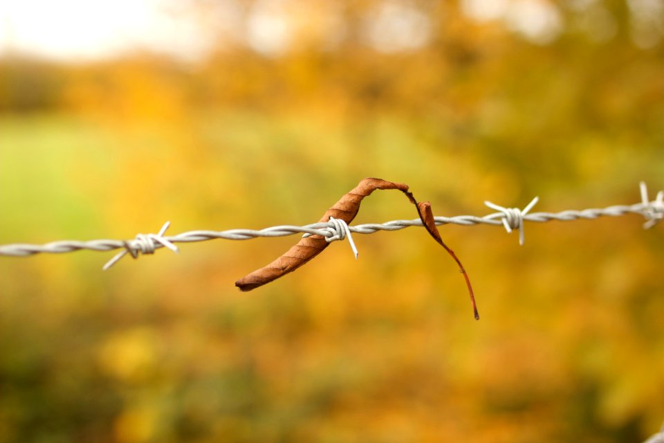 Outdoors, Fence, Woods