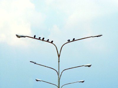 six black birds perching on street lamp