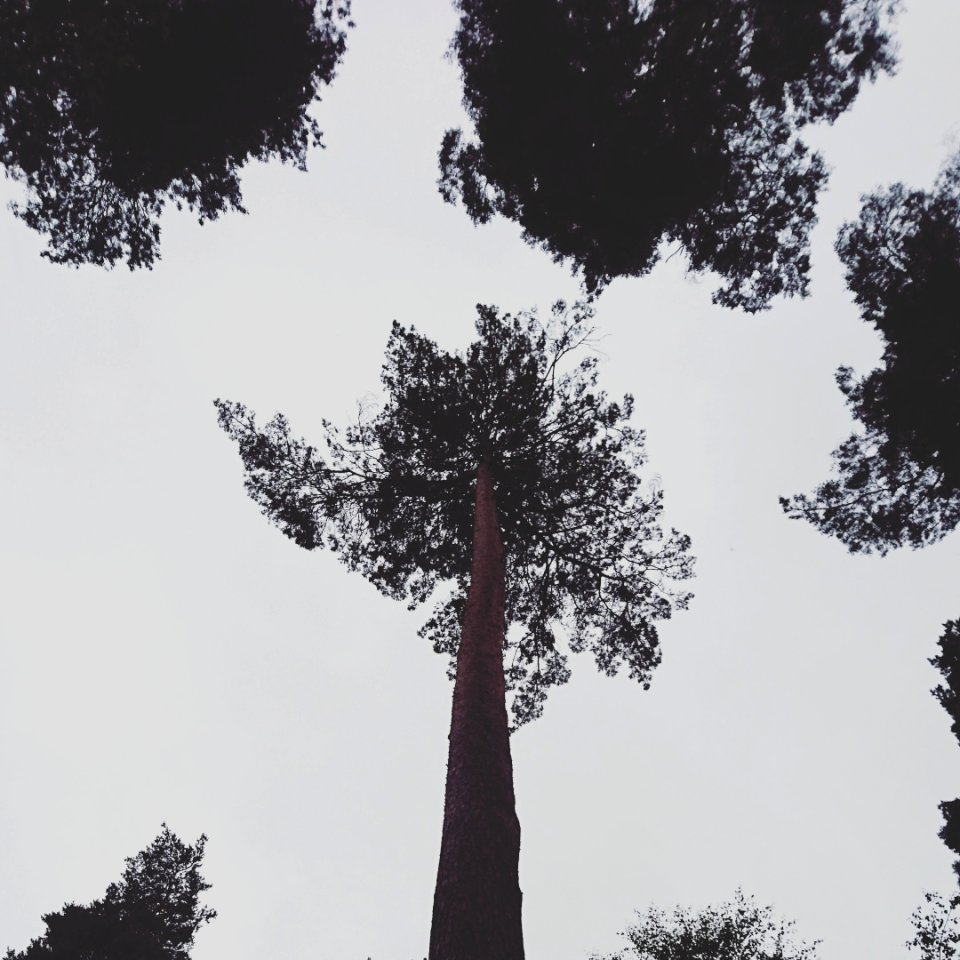 Forest of dean, United kingdom, Silhouette