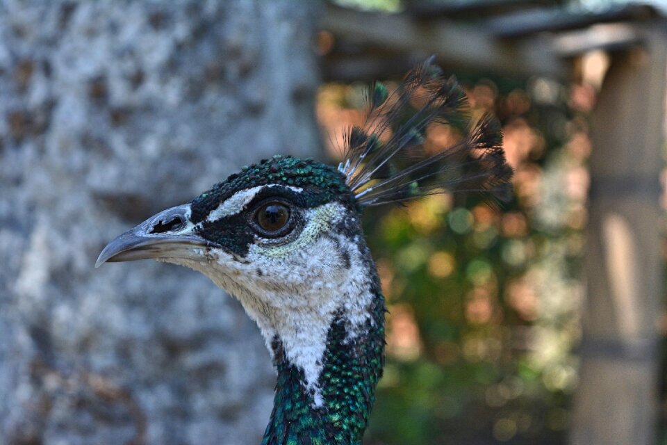 Fauna animal colorful