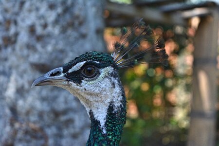 Fauna animal colorful