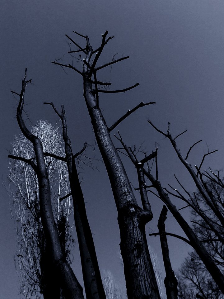 Wood, Nature, Trees