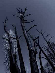 Wood, Nature, Trees