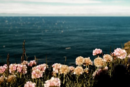 pink flowers near the ocean