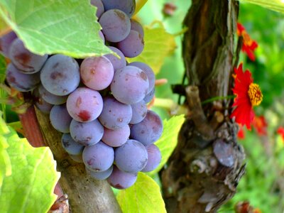 Grape fruit autumn photo