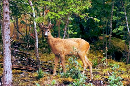 brown deer standing near trees during daytime photo