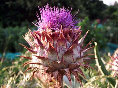 Flower orchard artichoke flower