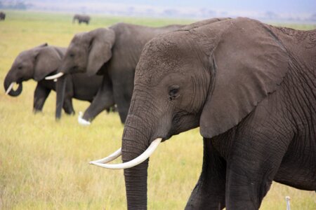 Elephant animal africa