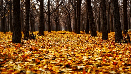 Leaves landscape forest photo