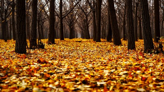 Leaves landscape forest