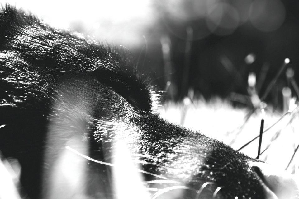 Black, White