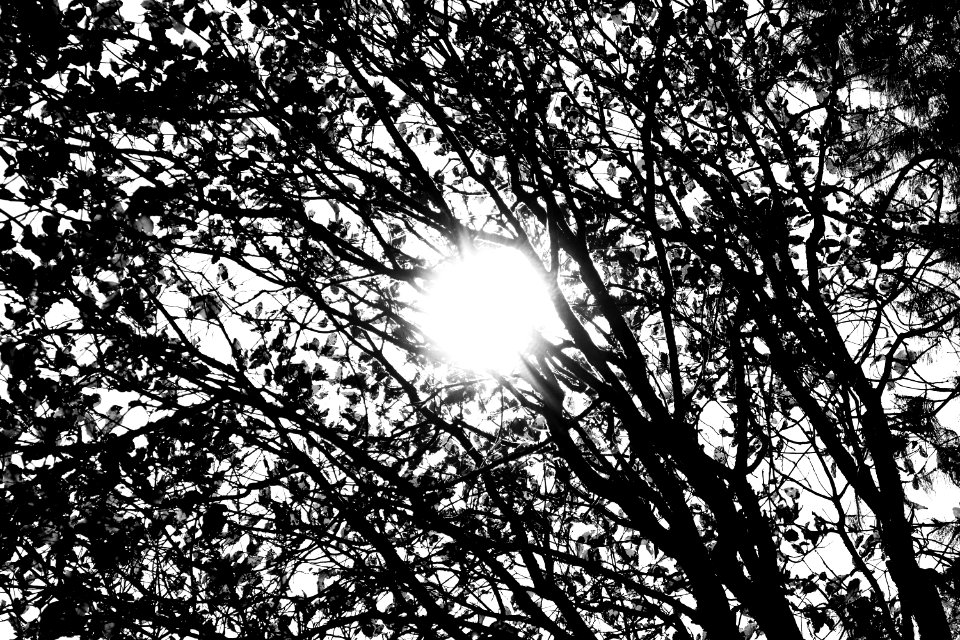 Nature, Tree