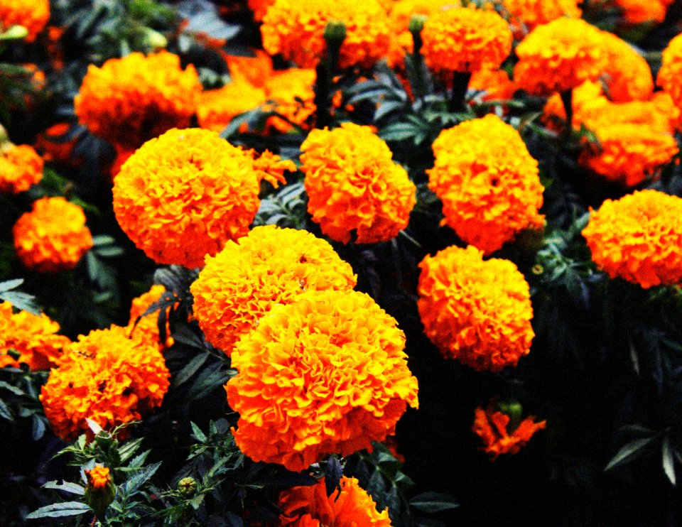 Flower, Orange, Nature