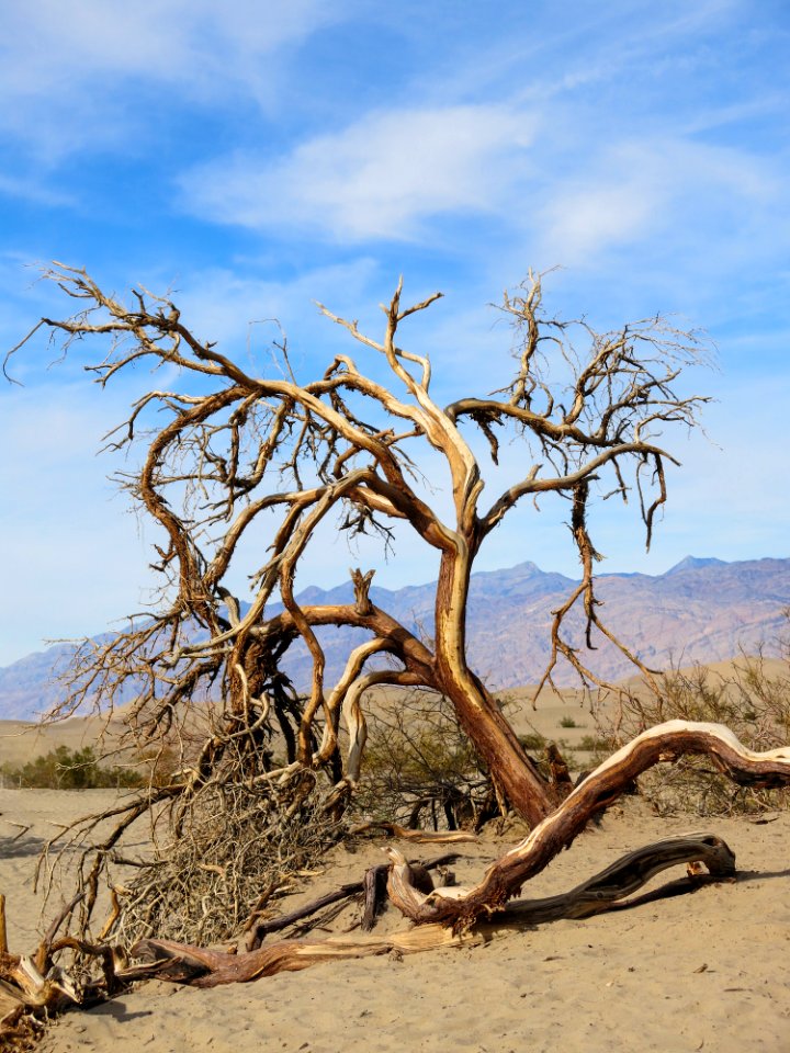 Death valley national park, Furnace creek, United states
