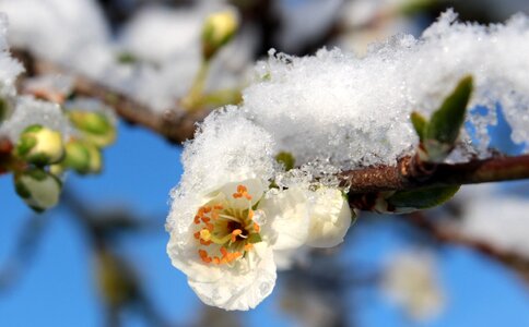 Flowering stems branches snow photo